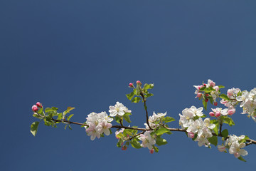 Obstblüte