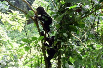 Mountain gorilla, Bwindi National Park, Uganda