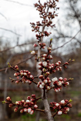 Closeup of flower buds and young leaves on the branches of a fruit tree on a sunny spring day. The concept of blooming spring.