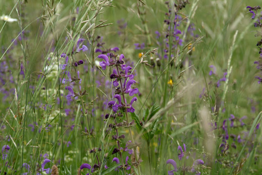 Sommerwiese mit bl&uuml;hendem Wiesensalbei und Gr&auml;sern