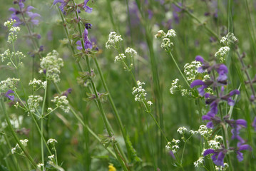 Sommerwiese mit blühendem Wiesensalbei und Gräsern