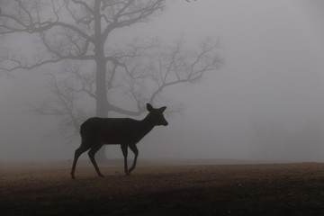 Biche dans le parc de Nara (Japon) à l'aube dans la brume