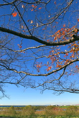 江戸川土手の桜の枯れ木と青空