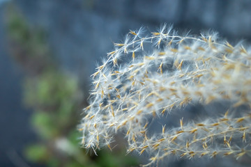 Obraz premium ススキ