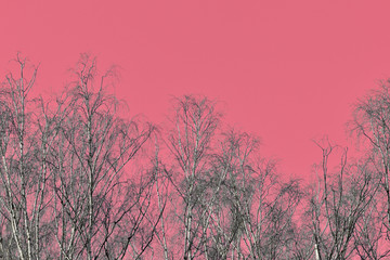 Obraz na płótnie Canvas Bare tree branches in the forest against the backdrop of an unusual red sky. Abstract natural background