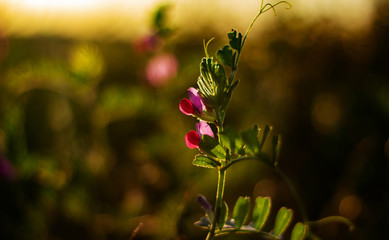 Natural background. Pink field pea flower in the rays of the setting sun. Close up. Landscape. Nature on sunset, macro.