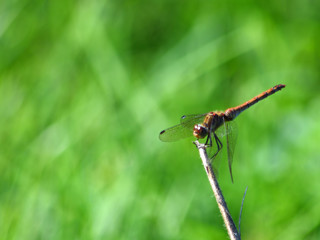 Common Darter  Red  Dragonfly  Symetrum Strriolatum on Grass.