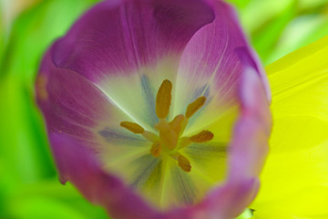 tulip flower