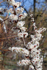 Selective focus - a thin white flowering branch of cherry on a blurry natural background. Sunny spring day. The concept of the revival of nature.