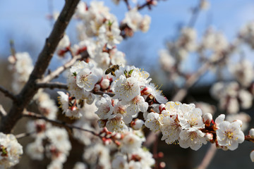 A bee collects pollen from white flowers in the garden on a sunny day. White cherry tree. Branch of a blossoming tree, close up. Gardening. Parks in the spring.