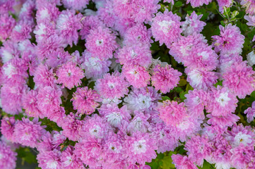 Obraz premium The nature of flowers in the garden