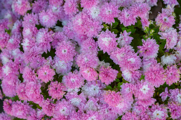 Fototapeta premium The nature of flowers in the garden