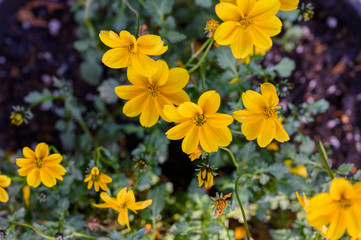 The nature of flowers in the garden