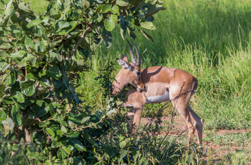 Impala ram preening isolated in the African wilderness image in landscape format