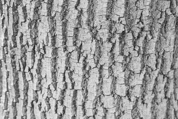Texture of tree bark. Grey oak bark.