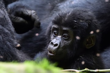Mountain gorilla, Bwindi National Park, Uganda