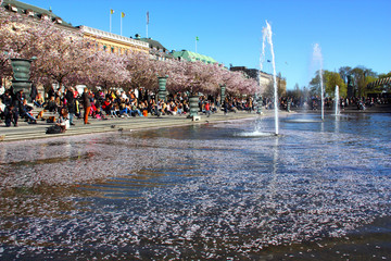 Körsbärsblommning vid kungsträdgården i Stockholm