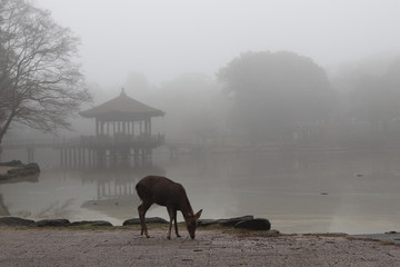 Daim dans la brume devant l'étang du pavillon Ukimido (Nara - Japon)