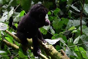 Mountain gorilla, Bwindi National Park, Uganda