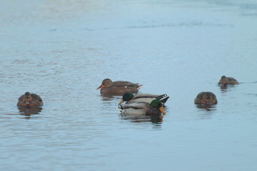 A group of mallard and drake ducks swim in the water in winter