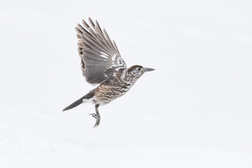 Fototapeta premium Nutcracker isolated on white background (Nucifraga caryocatactes)