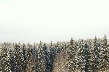 Winter snowy forest on gray cloudy sky background
