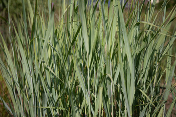 Panicum virgatum 'Dallas Blues'