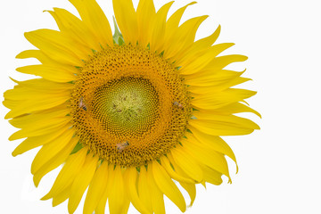 Sunflower on a white background