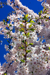 Körsbärsblommning.