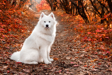 Samoyed Dog sitting in autumn forest near red leaves . Canine background. Walk dog concept.