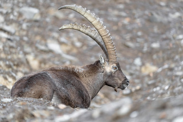 Ibex on avalanche (Capra ibex)