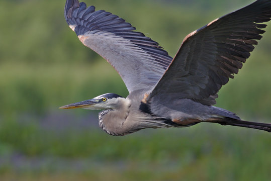 Great Blue Heron Flying Images – Browse 14,858 Stock Photos, Vectors, and Video | Adobe Stock
