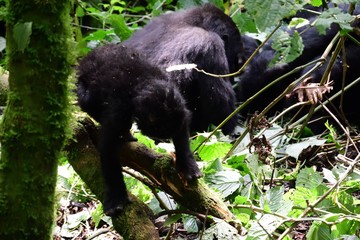 Mountain gorilla, Bwindi National Park, Uganda