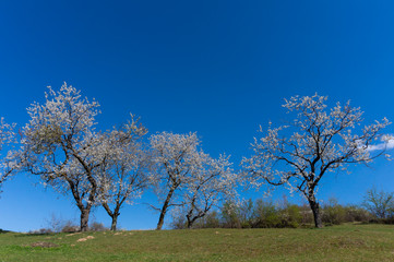 Beautiful floral image of spring nature, panoramic view