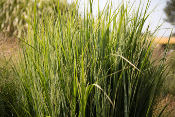 Panicum virgatum 'Northwind'