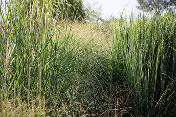 Naklejka premium Panicum virgatum 'Northwind'