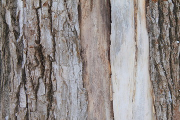 Old gray cracked wood bark texture. Tree trunk.