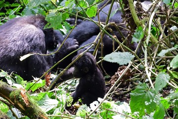 Mountain gorilla, Bwindi National Park, Uganda