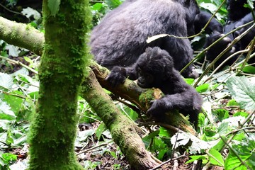 Mountain gorilla, Bwindi National Park, Uganda