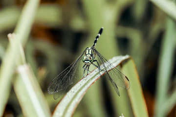 dragonfly sitting on a blade of grass