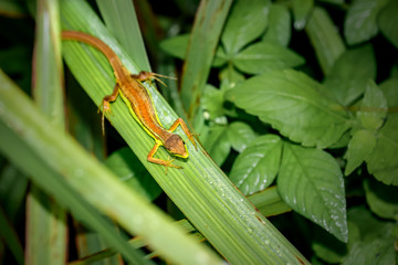 lizard on a leaf