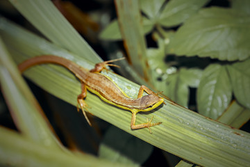 lizard on aleaf
