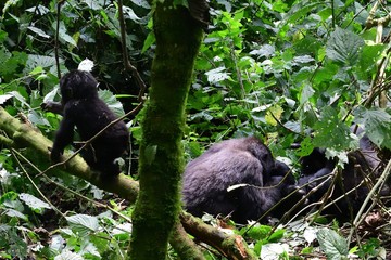 Mountain gorilla, Bwindi National Park, Uganda