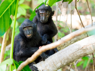 Makake auf Salwesi. Schopfaffe schwarz im Dschungel - Indonesien