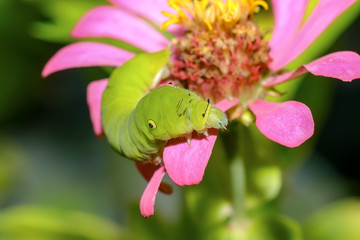 cuterpillar on flower