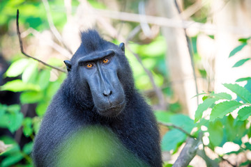 Makake auf Salwesi. Schopfaffe schwarz im Dschungel - Indonesien