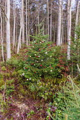 Fototapeta premium Grüne Weihnacht