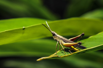 grasshopper on a green leaf