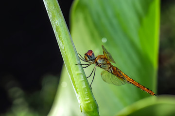 dragonfly on a leaf