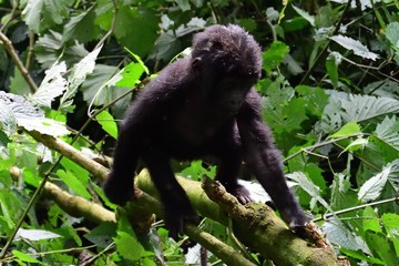 Obraz premium Mountain gorilla, Bwindi National Park, Uganda